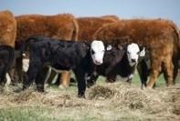 2017 Rules Means Mineral Supplementation For Cattle May Need